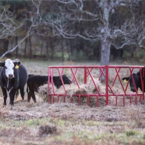 Untitled design - 2 Cows at feeder