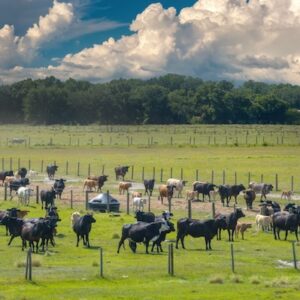 Untitled design - 4 Cows in the Pasture