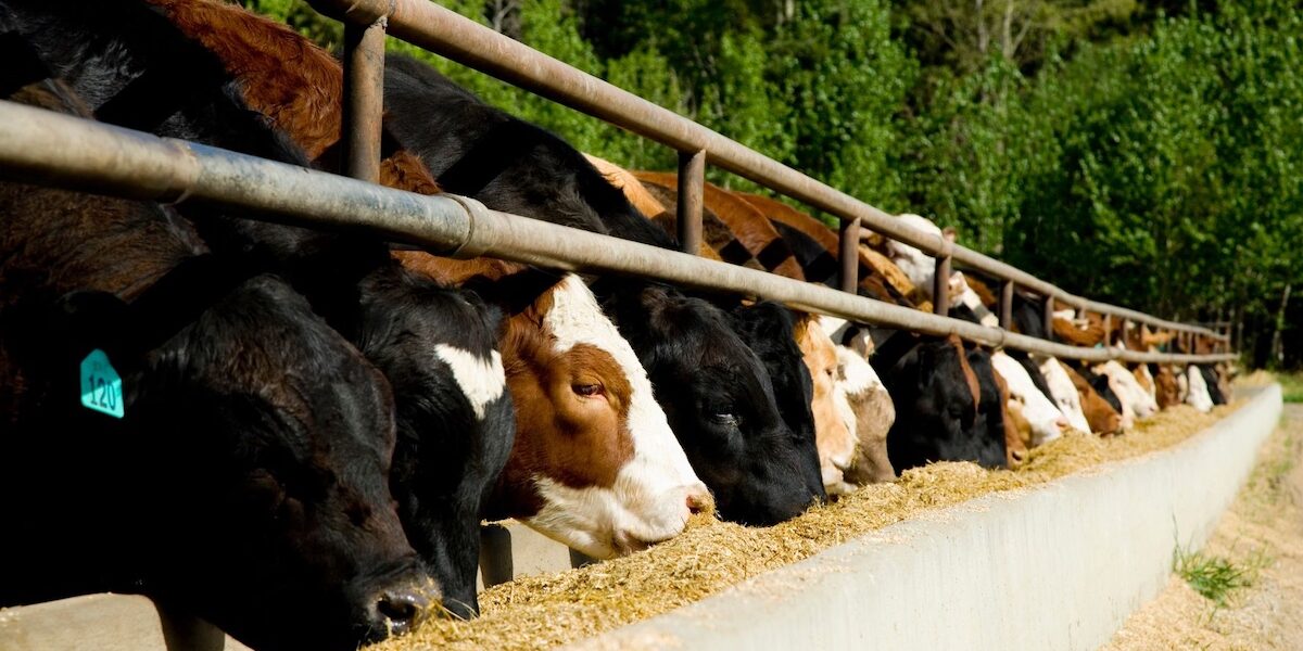 Group of cows feeding