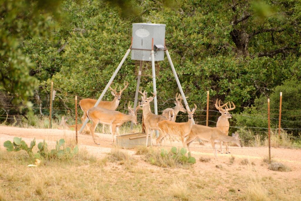 Deer at a game feeder