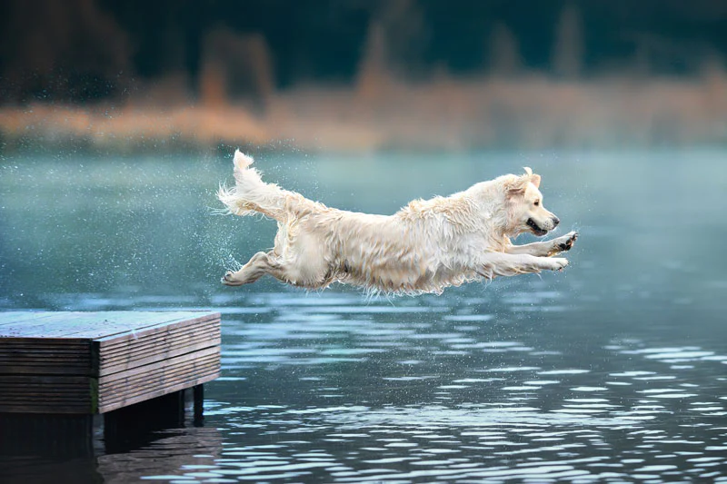 Dog leaping into the water