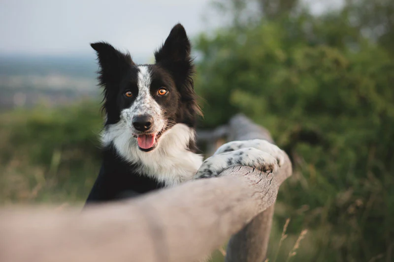Border collie leaning on a fence