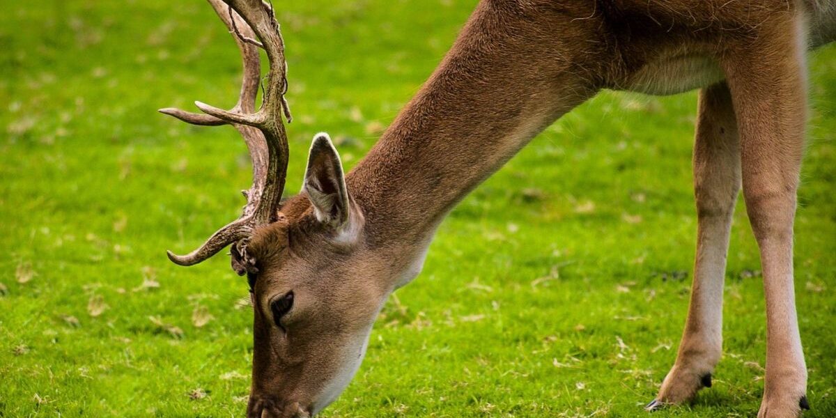 Deer Eating