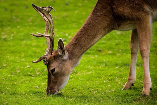 Deer Eating